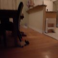 vid_nicholas_runs.avi