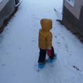 vid_snowshoe.avi