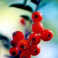 berries1.jpg