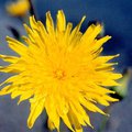 flower1.jpg