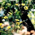 flower2.jpg