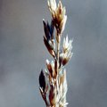 grass1.jpg