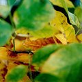 leaf3.jpg