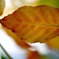 leaf4.jpg