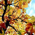 tree1.jpg