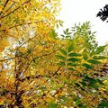 tree5.jpg