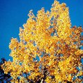 tree9.jpg