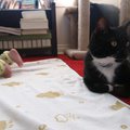 PB180601.jpg
