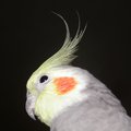 bird_bernoulli.jpg