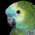 bird_merlin.jpg