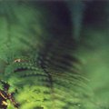 fern_3.jpg