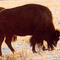 buffalo1.jpg