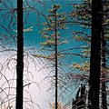 LakeTrees.jpg