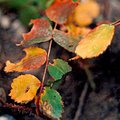Leaf.jpg