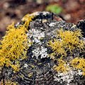Moss.jpg