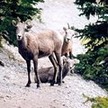 Sheep2.jpg