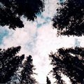 TreeSky.jpg
