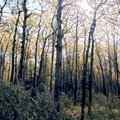 Trees.jpg