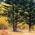 Trees1.jpg