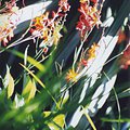 flower_5.jpg
