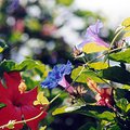 flower_6.jpg