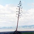 bare_tree.jpg