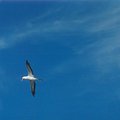 bird_1.jpg