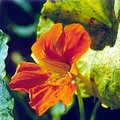 flower_1.jpg