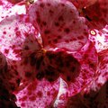 sick_flower_maybe.jpg