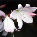 english_country_flower_1.jpg
