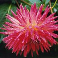 english_country_flower_2.jpg