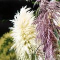 pampas_grass.jpg