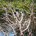 salt_marsh_trees.jpg
