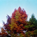 tree.jpg
