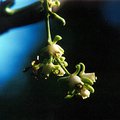 flower.jpg