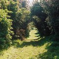 pathway.jpg