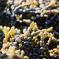 seaweed.jpg