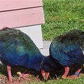 takahe_1.jpg