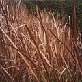 grass.jpg