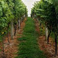 vines_1.jpg