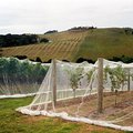 vines_4.jpg