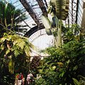 big_leaves.jpg