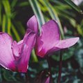 flower_1.jpg