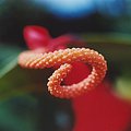 flower_3.jpg