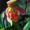 flower_4.jpg
