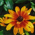 flower_6.jpg