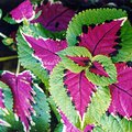 green_purple_leaves.jpg