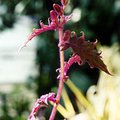 plant_1.jpg
