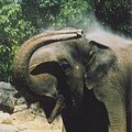 elephant_1.jpg