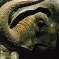 elephant_2.jpg